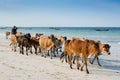 Herd of cows on the Zanzibar beach