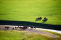 The herd crossing river of grassland sunset Royalty Free Stock Photo