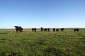 Herd of curious black beef cattle in a pasture