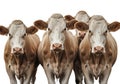 Herd of curious brown and white cows standing together Royalty Free Stock Photo