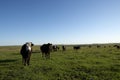 Herd of curious cattle in an open pasture Royalty Free Stock Photo