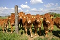 Herd curious cows behind fence