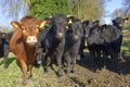 Herd of curious cows in an english field. tewin, hertfordshire