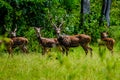 A herd of curious spotted deer in forest grassland