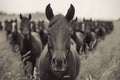 Herd of curious Thoroughbred mares. Horses in the wild Royalty Free Stock Photo