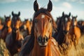 Herd of curious Thoroughbred mares. Horses in the wild Royalty Free Stock Photo