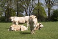 Herd of curious white Charolais beef cattle in a pasture in a dutch countryside. With the cows standing in a line