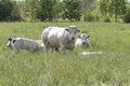 Herd of curious white Charolais beef cattle in a pasture in a dutch countryside. With the cows standing in a line staring Royalty Free Stock Photo