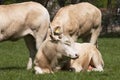 Herd of curious white Charolais beef cattle in a pasture in a dutch countryside. With the cows standing in a line Royalty Free Stock Photo