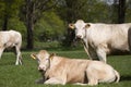 Herd of curious white Charolais beef cattle in a pasture in a dutch countryside. With the cows standing in a line