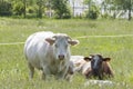 Herd of curious white Charolais beef cattle in a pasture in a dutch countryside. With the cows standing in a line staring Royalty Free Stock Photo