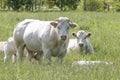 Herd of curious white Charolais beef cattle in a pasture in a dutch countryside. With the cows standing in a line staring