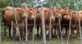 Herd of curious young cows observing behind the meadow fence