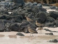 A Herd of Curlews Royalty Free Stock Photo