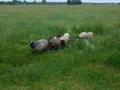 Curly sheep grazing in the field