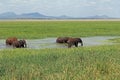 Herd of cute African elephants drinking at a water hole in the Tarangire National Park in Tanzania Royalty Free Stock Photo