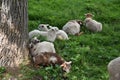 Herd cute lamb. Sheep on pasture.