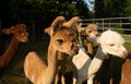 herd of cute, little alpaca babies