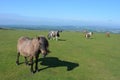 Dartmoor ponies grazing on Whitchurch Common, Dartmoor National Park, Devon, UK Royalty Free Stock Photo