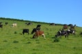 Cows grazing on a lush green hillside Royalty Free Stock Photo