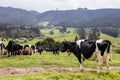 Herd of dairy cattle in La Calera in the department of Cundinamarca close to the city of BogotÃÂ¡ in Colombia Royalty Free Stock Photo
