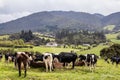 Herd of dairy cattle in La Calera in the department of Cundinamarca close to the city of BogotÃÂ¡ in Colombia Royalty Free Stock Photo