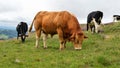 Herd of dairy cow with a powerful Limousin bull Royalty Free Stock Photo