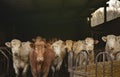 Herd of dairy cows in a barn Royalty Free Stock Photo