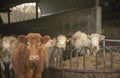 Herd of dairy cows in a barn Royalty Free Stock Photo