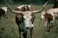 Herd of Holstein cattle crowd in green Pasture Royalty Free Stock Photo