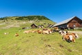 Dairy Cows and Horses on a Mountain Pasture - Italy-Austria Border Royalty Free Stock Photo