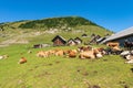 Dairy Cows and Horses on a Mountain Pasture - Italy-Austria Border Royalty Free Stock Photo