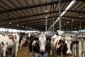 Herd of dairy cows inside a large, modern barn with ample lighting and spacious stalls Royalty Free Stock Photo
