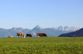 A herd of dairy cows on a meadow in Bavaria in front of the Allgaeuer Alps Royalty Free Stock Photo