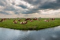 Herd of dairy cows in pasture by the canal stormy sky, farming, agriculture, cattle, rural landscape Holland Netherlands