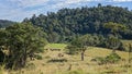 Herd Of Dairy Cows Resting In A Forested Paddock Royalty Free Stock Photo