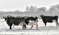 Herd of Dairy Cows in the Winter