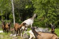 Animals Route des Cretes in France Royalty Free Stock Photo