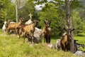 Animals Route des Cretes in France Royalty Free Stock Photo