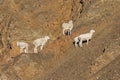 Herd of Dall Sheep Ewes in Alaska