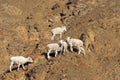 Herd of Dall Sheep Ewes in Alaska