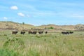 Herd of dark brown wild Galloway cattle in national park De Muy in the Netherlands on Texel