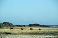 Herd of dark Icelandic horses on a meadow Royalty Free Stock Photo