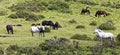 A Herd of Dartmoor Ponies, Devon, England Royalty Free Stock Photo