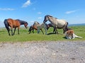 A herd of Dartmoor Ponies.