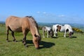 Herd of Dartmoor ponies in summer, Dartmoor National Park, Devon, England Royalty Free Stock Photo