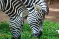 A herd dazzle of adult african Zebras eating grass at Srilankan Zoo