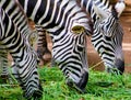 A herd dazzle of adult african Zebras eating grass at Srilankan Zoo