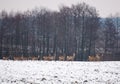Herd of deer Royalty Free Stock Photo