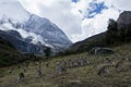 A herd of deer in the mountains of Yading nature reserve, Sichuan, China. Royalty Free Stock Photo